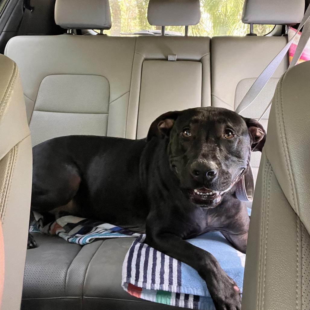 Enlarge Terry, a Adoptable Mixed Breed in Jacksonville, FL image 6/6