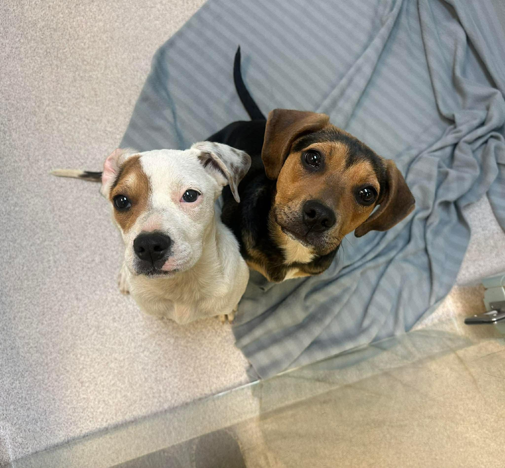 Enlarge Marshy, a ADOPTABLE mixed breed in Crystal Lake, IL image 3/4