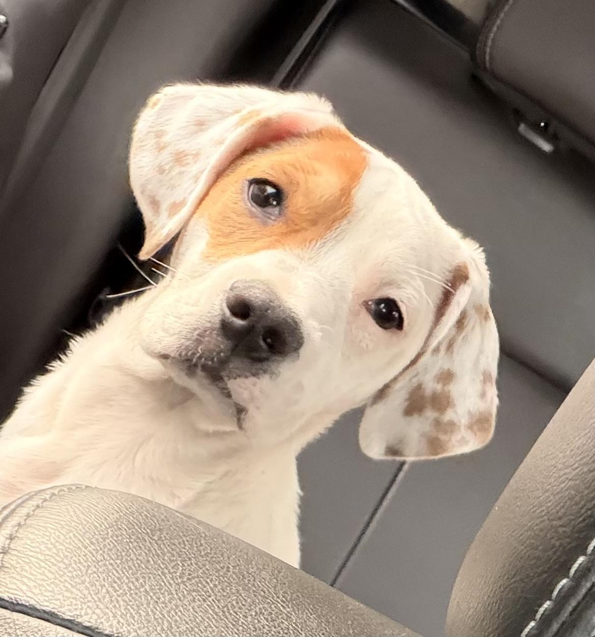 Enlarge Marshy, an adopted mixed breed in Crystal Lake, IL image 1/5