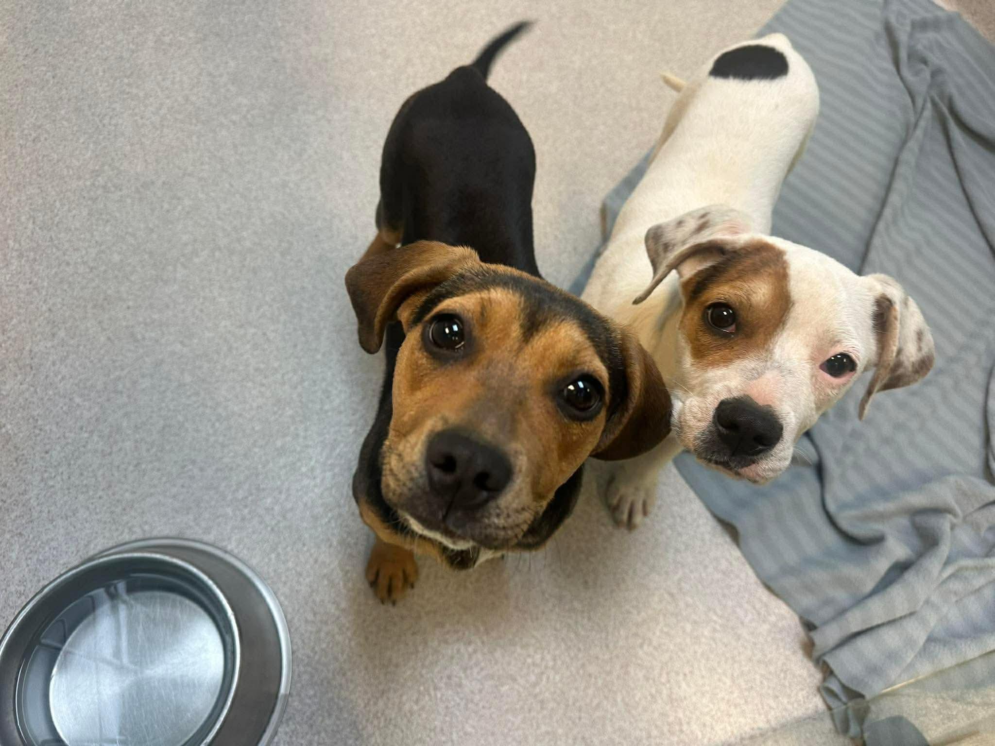 Enlarge Marshy, a ADOPTABLE mixed breed in Crystal Lake, IL image 2/4