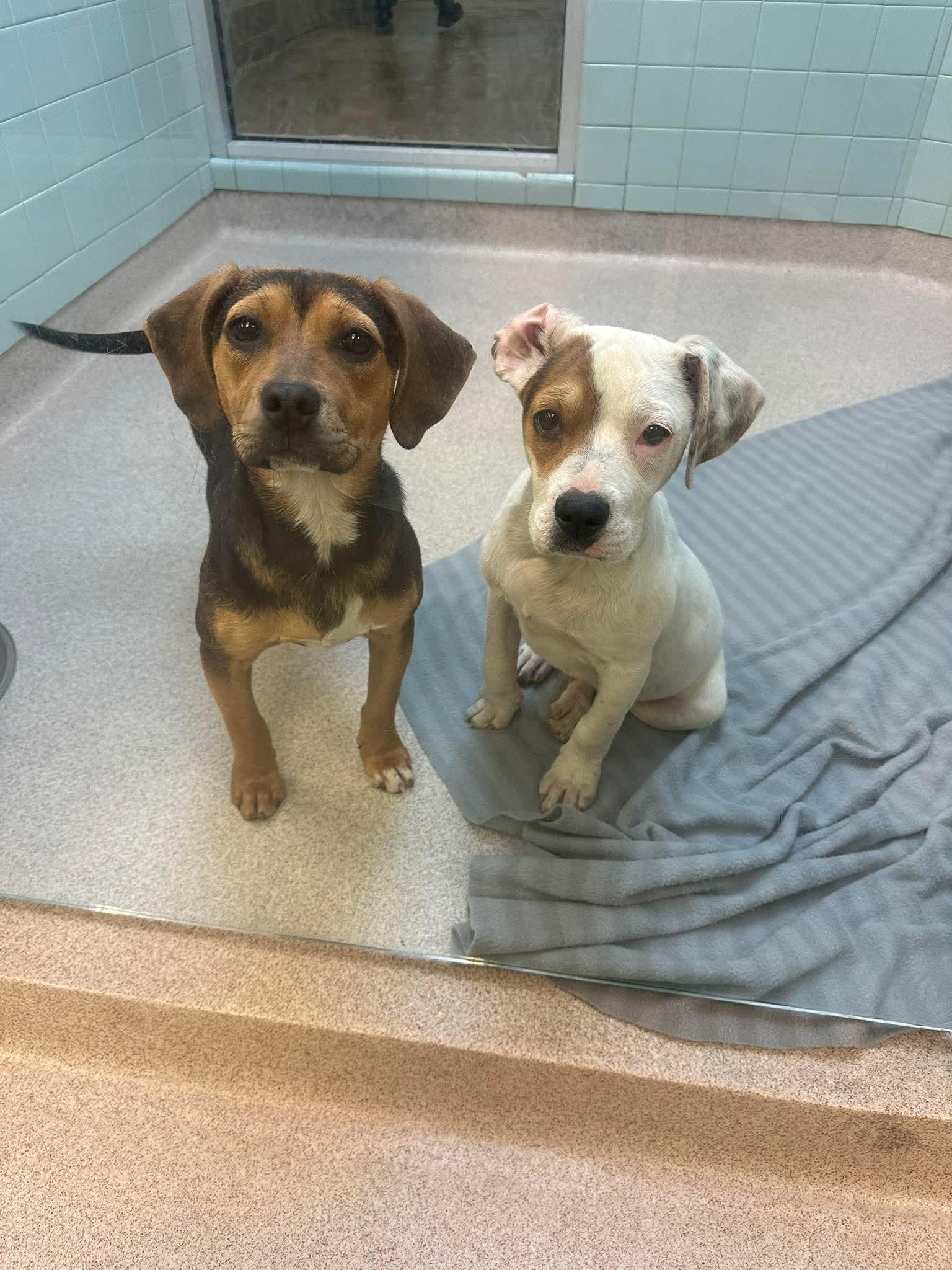 Enlarge Marshy, a ADOPTABLE mixed breed in Crystal Lake, IL image 4/4