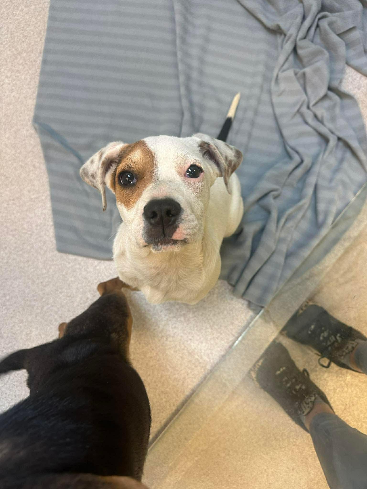 Marshy, ADOPTABLE, Puppy Male Beagle.