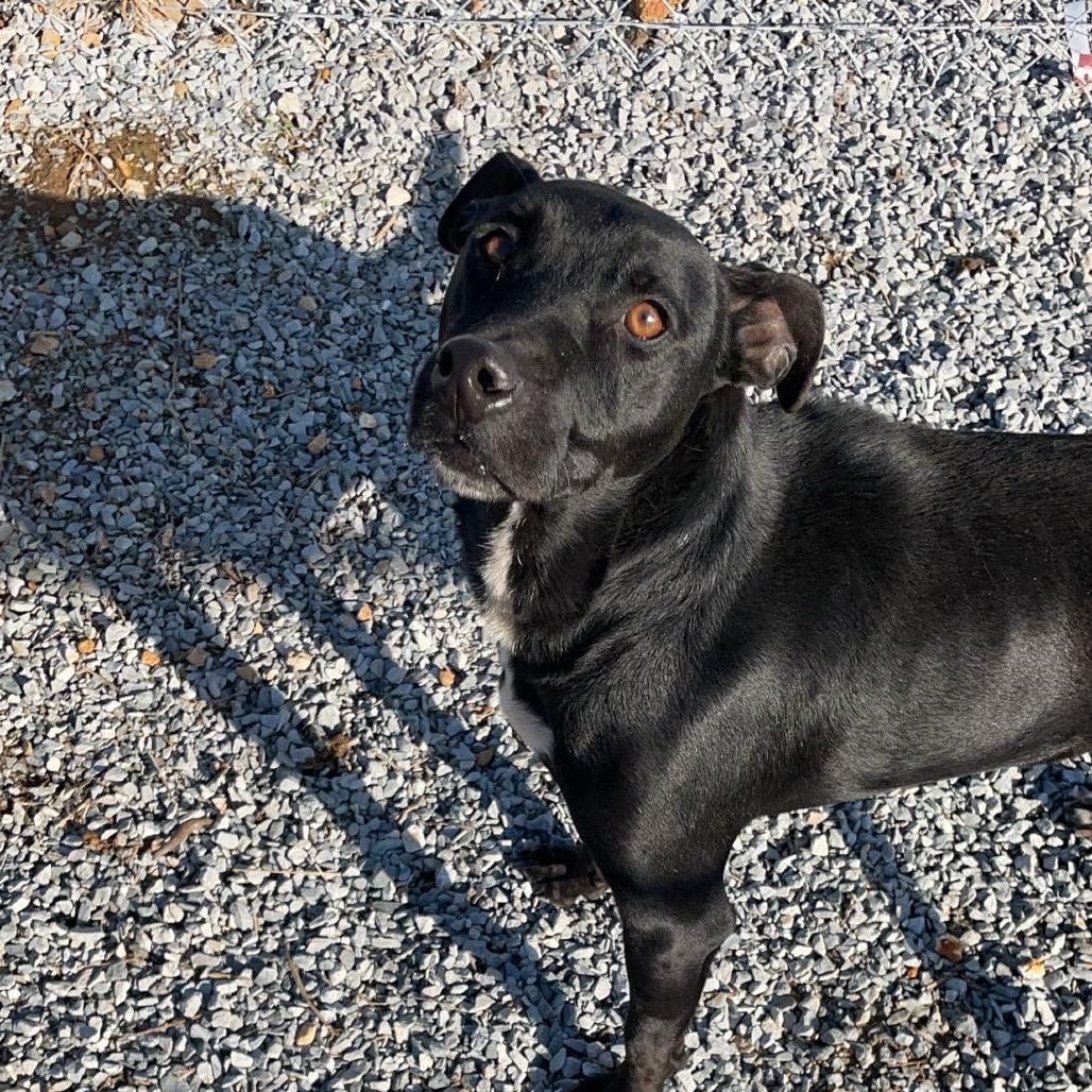 Enlarge Huggins, a Adoptable mixed breed in Tanner, AL image 2/4