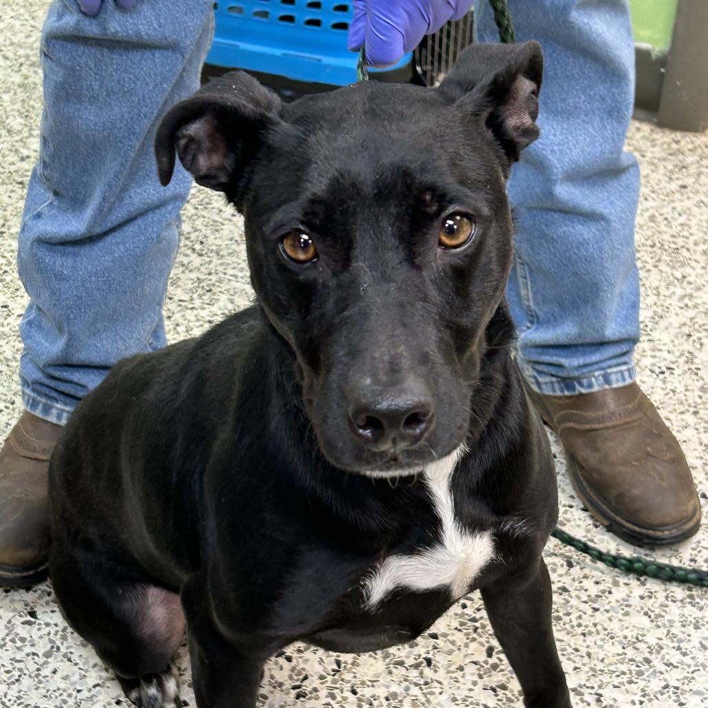 Enlarge Huggins, a Adoptable mixed breed in Tanner, AL image 4/4