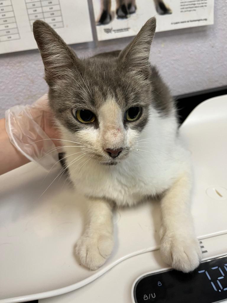 Enlarge Sheara, a Adoptable mixed breed in New Braunfels, TX image 1/1