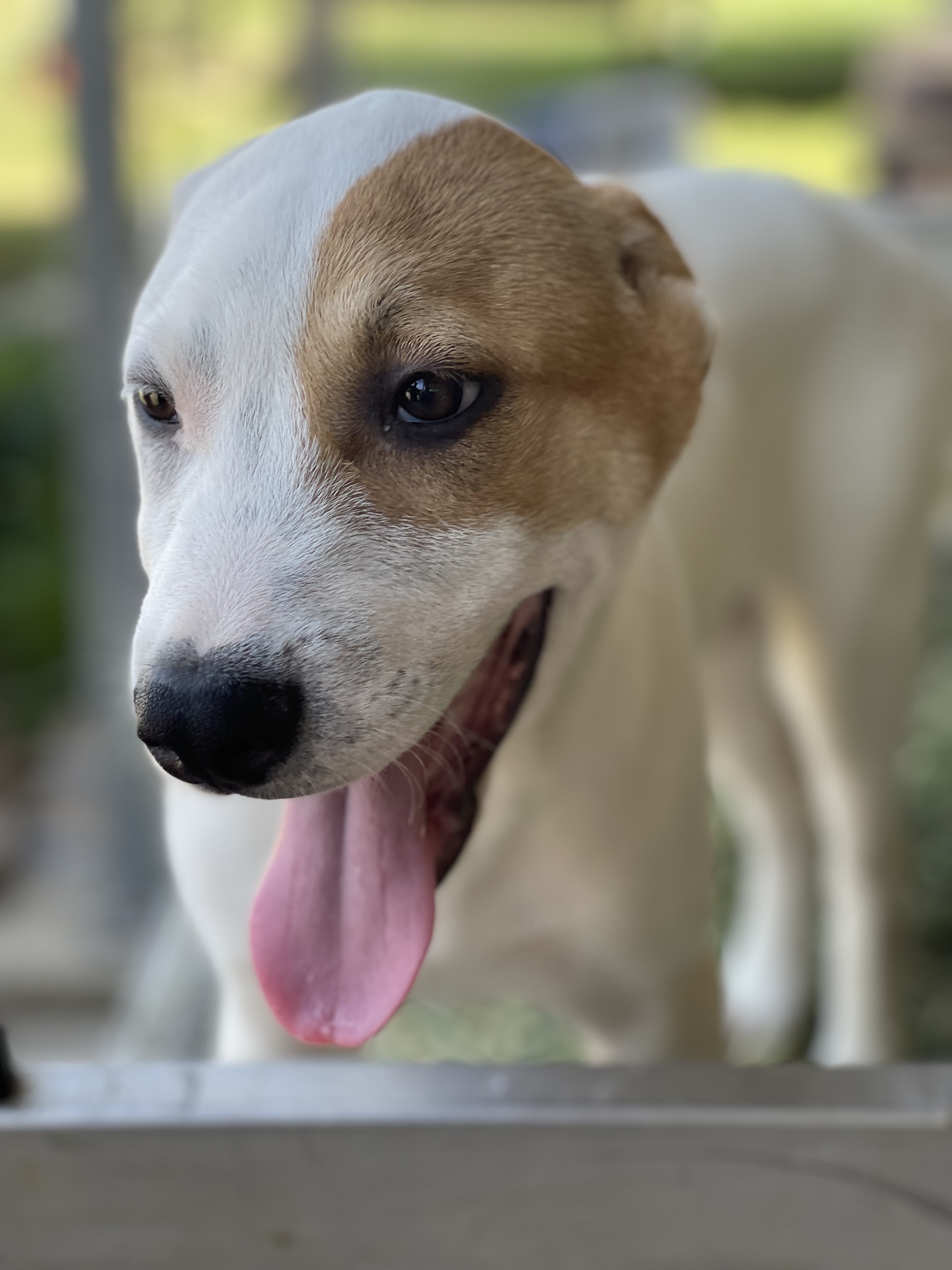 Ben, Adoptable, Adult Male Akita & Pit Bull Terrier.