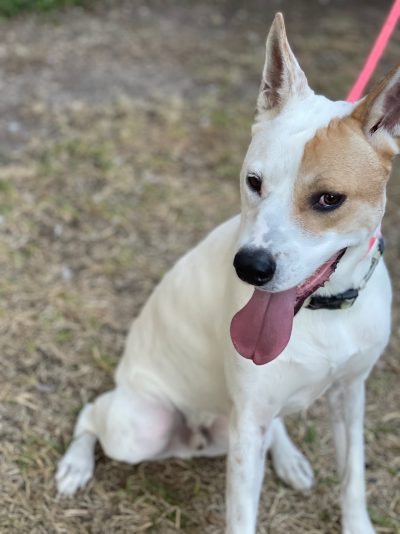 Ben, a Adoptable mixed breed in Plano, TX image 2/12
