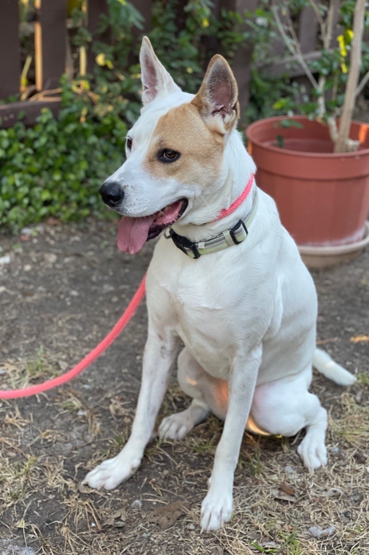 Ben, a Adoptable mixed breed in Plano, TX image 3/12