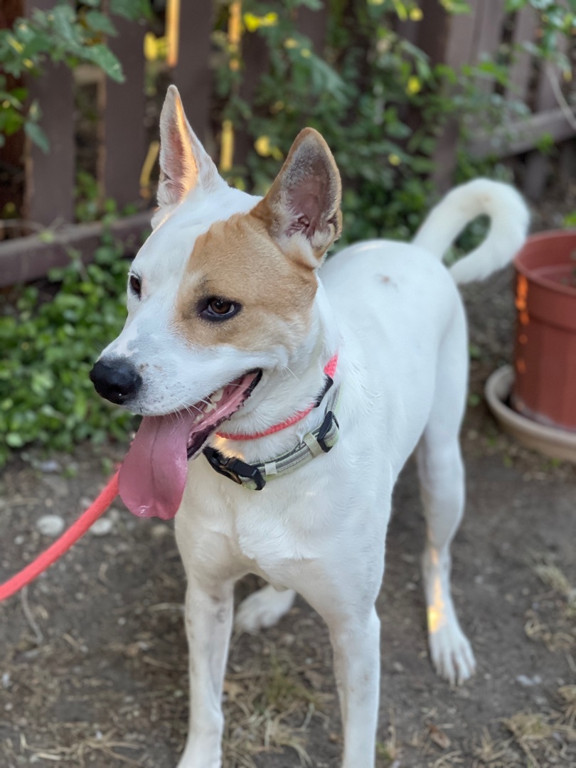 Ben, a Adoptable mixed breed in Plano, TX image 4/12