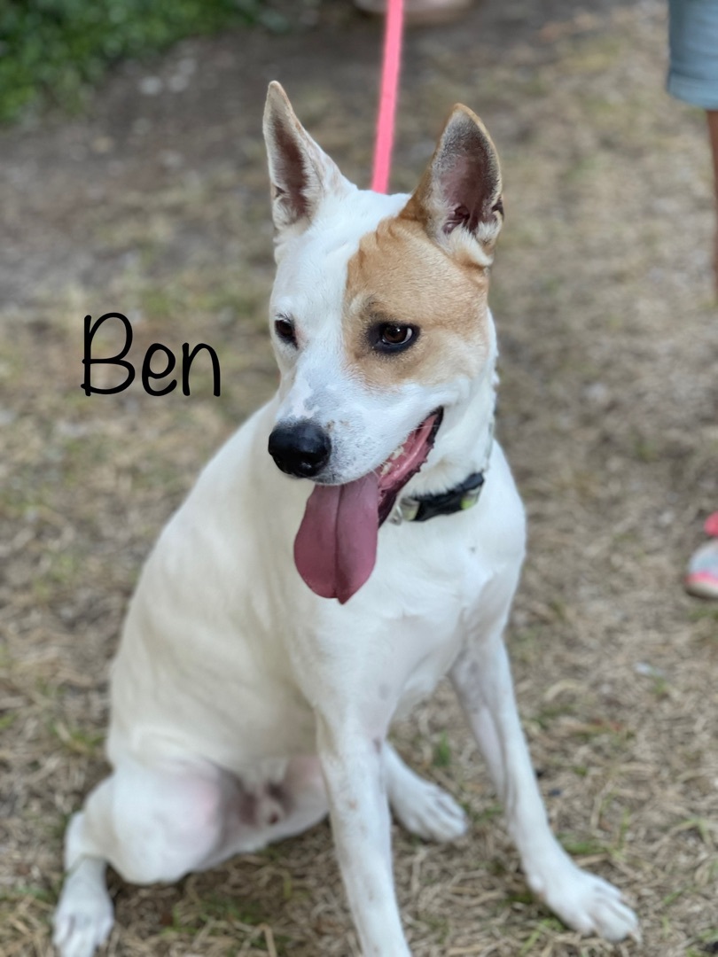 Ben, a Adoptable mixed breed in Plano, TX image 6/12