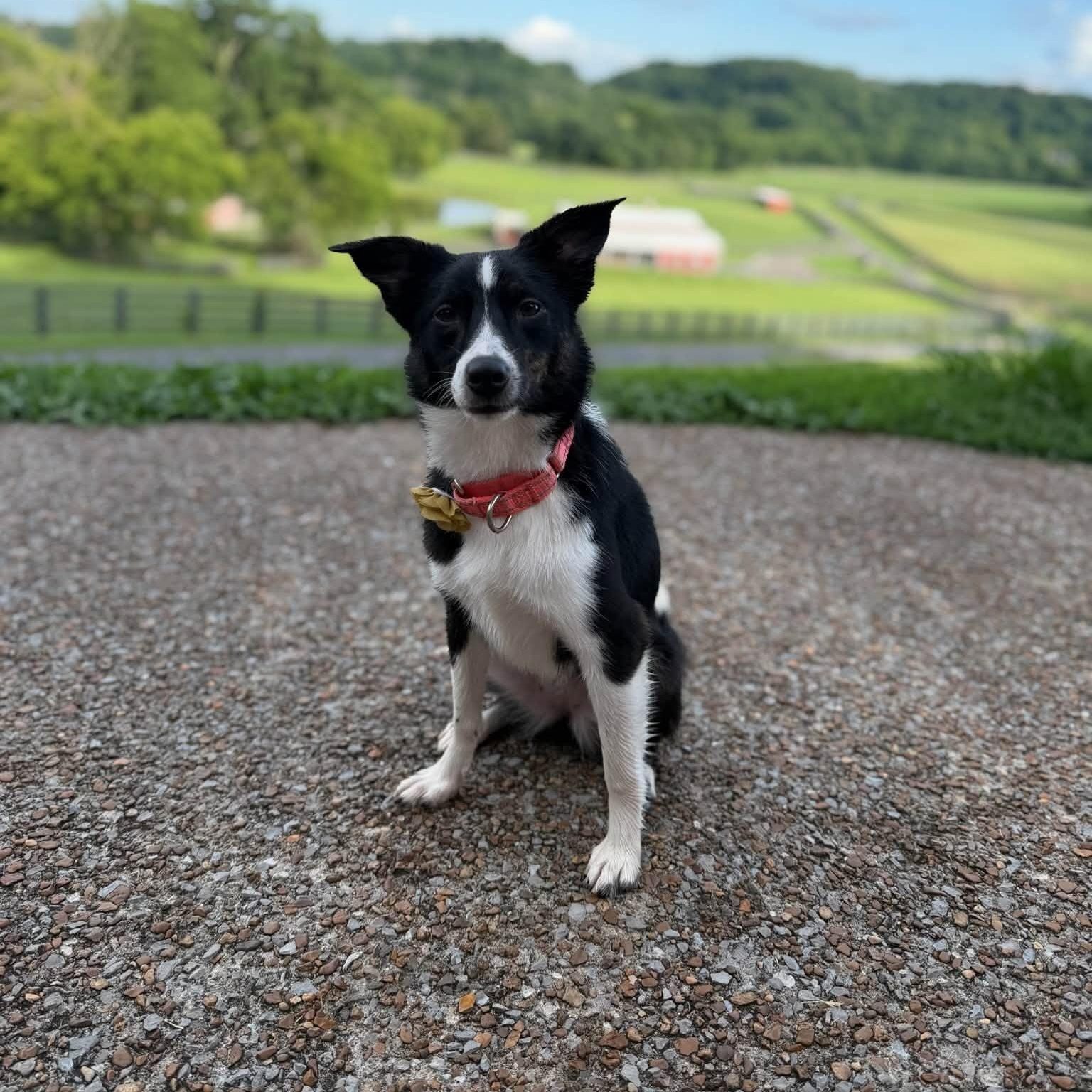 Eoline Oak, an adoptable mixed breed in Thompson's Station, TN image 2/2