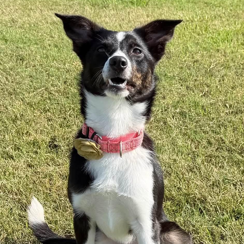 Eoline Oak, adoptable, Young Female Border Collie.