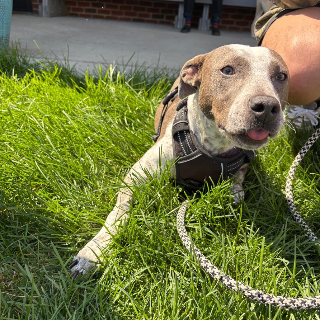 Kaliha, a Adoptable Mixed Breed in Winston Salem, NC image 1/6