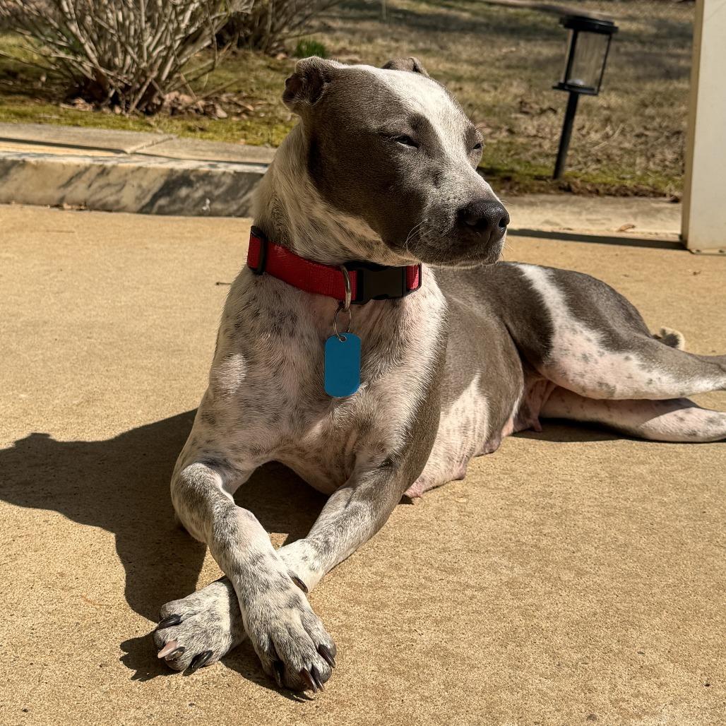 Kaliha, Adoptable, Adult Female Mixed Breed.
