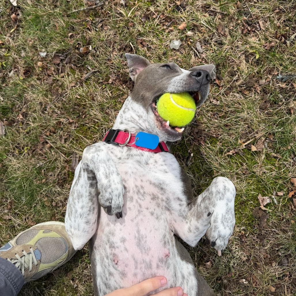 Enlarge Kaliha, a Adoptable Mixed Breed in Winston Salem, NC image 2/6