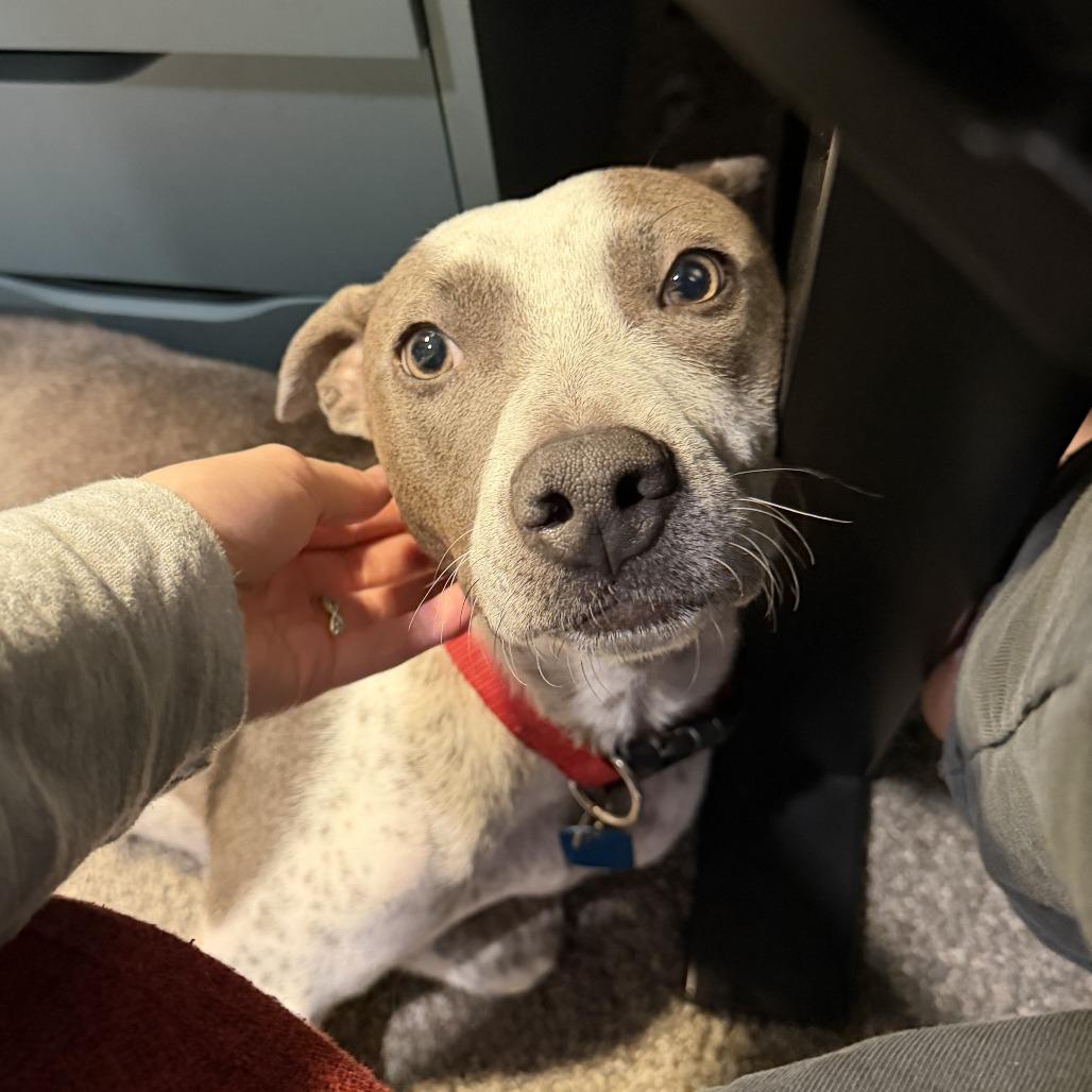 Kaliha, a Adoptable Mixed Breed in Winston Salem, NC image 3/6