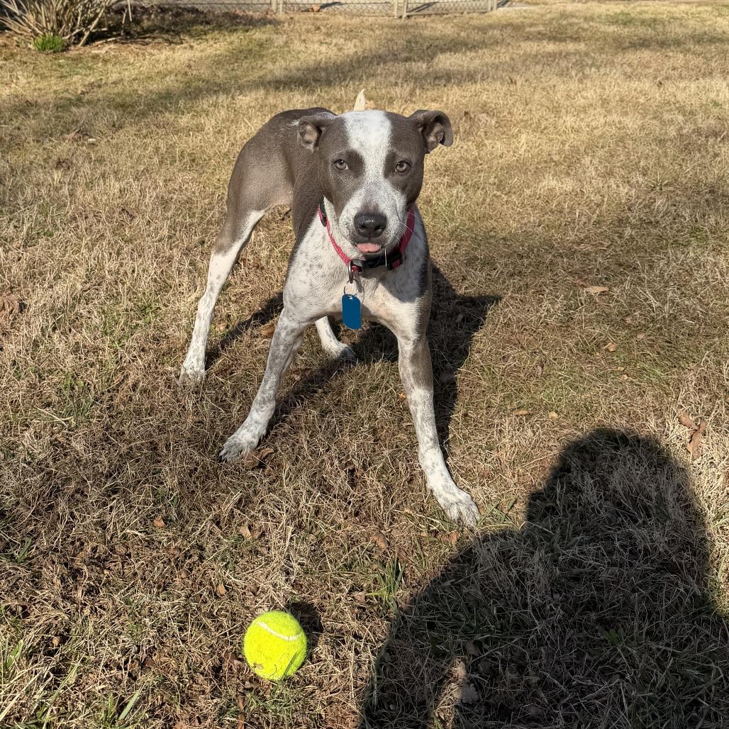 Kaliha, a Adoptable Mixed Breed in Winston Salem, NC image 4/6