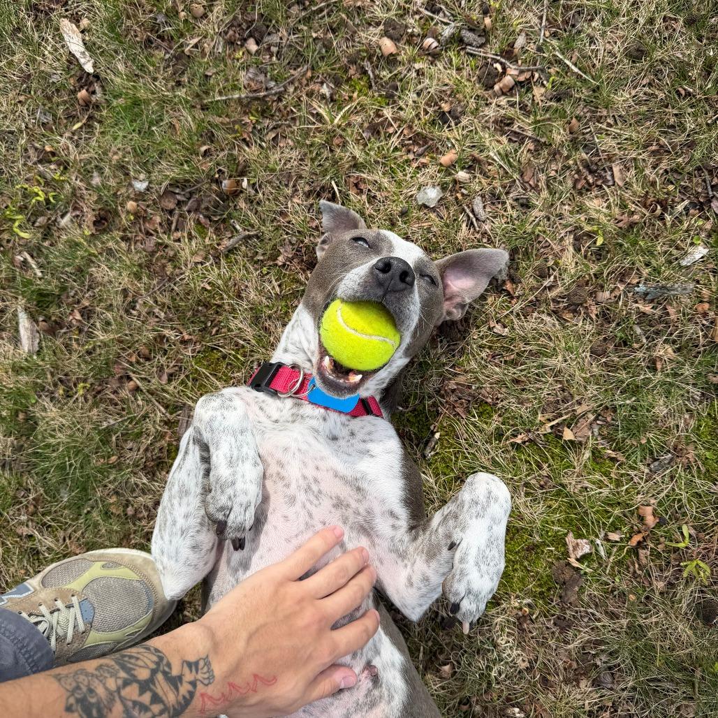 Enlarge Kaliha, a Adoptable Mixed Breed in Winston Salem, NC image 3/6