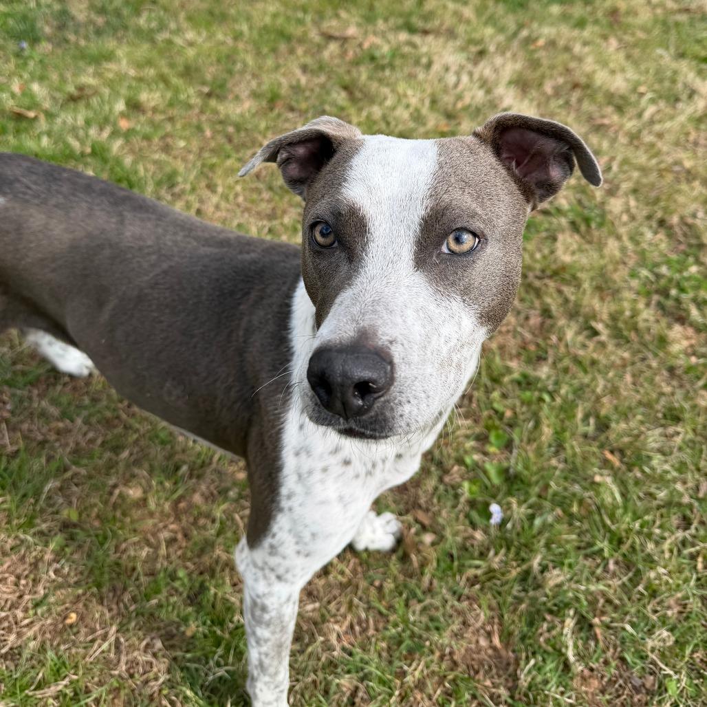 Kaliha, a Adoptable Mixed Breed in Winston Salem, NC image 5/6