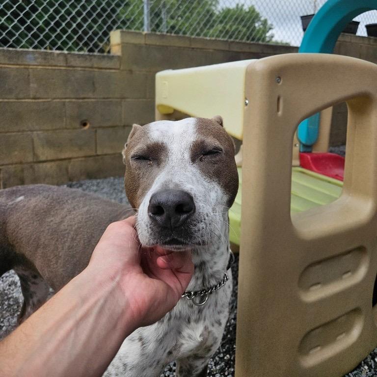 Enlarge Kaliha, a Adoptable Mixed Breed in Winston Salem, NC image 4/6