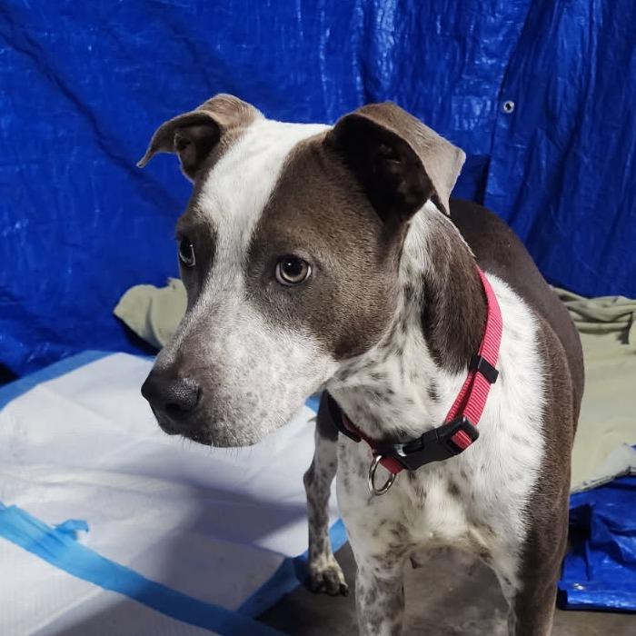 Enlarge Kaliha, a Adoptable Mixed Breed in Winston Salem, NC image 2/6