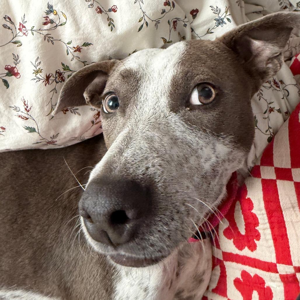 Enlarge Kaliha, a Adoptable Mixed Breed in Winston Salem, NC image 5/6