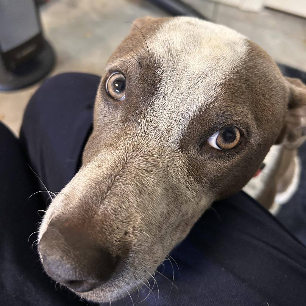 Enlarge Kaliha, a Adoptable Mixed Breed in Winston Salem, NC image 3/6