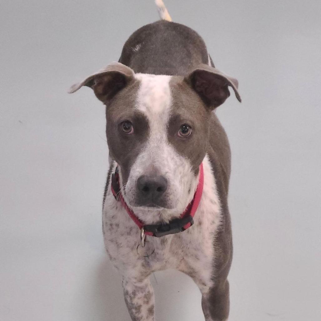 Enlarge Kaliha, a Adoptable Mixed Breed in Winston Salem, NC image 4/6