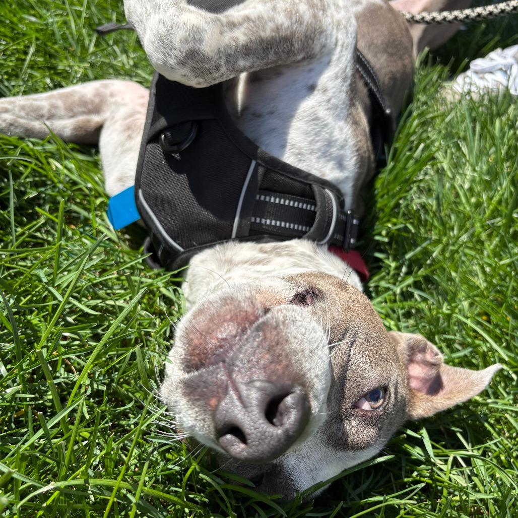 Enlarge Kaliha, a Adoptable Mixed Breed in Winston Salem, NC image 5/6