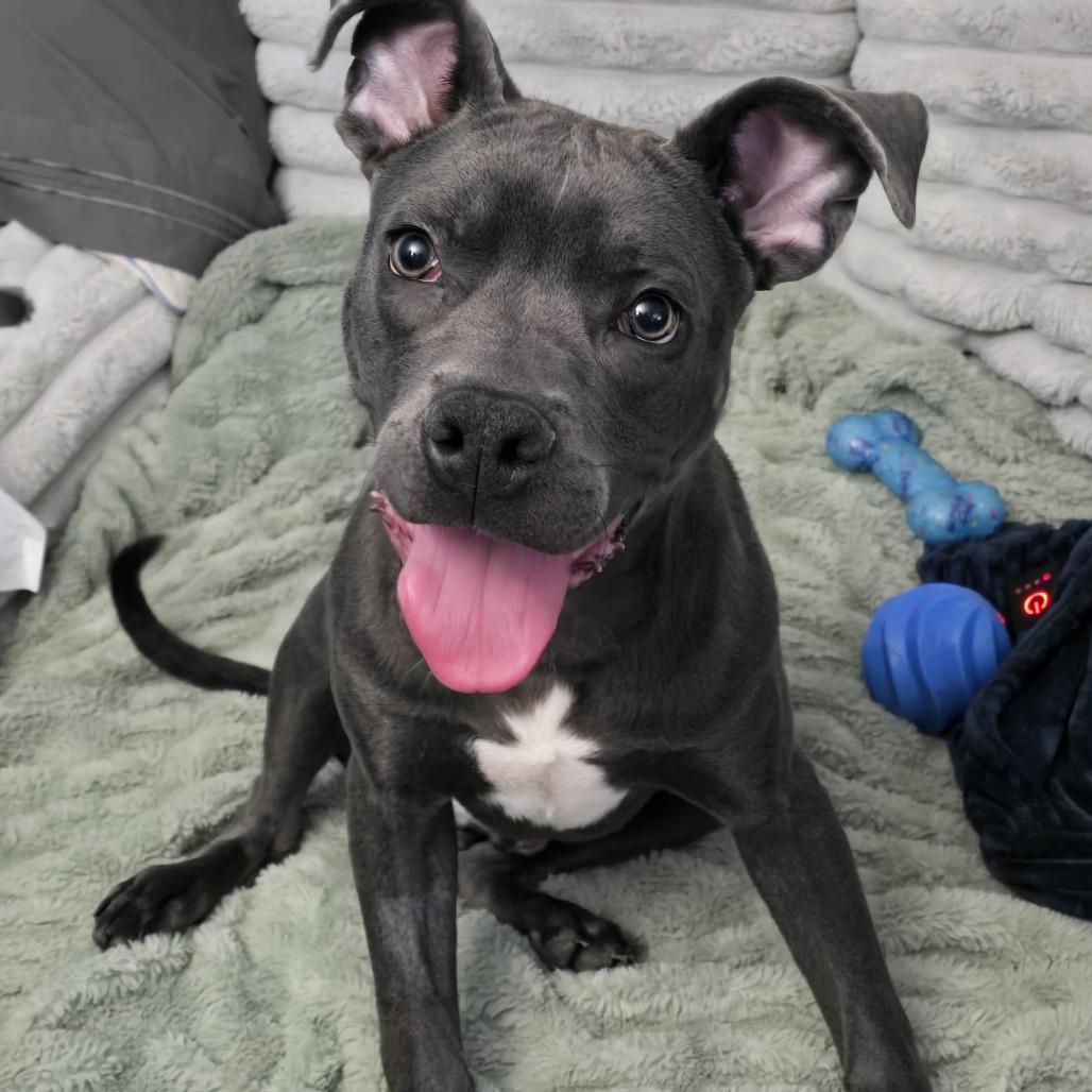 Enlarge Julius, a Adoptable mixed breed in Jarrettsville, MD image 1/6