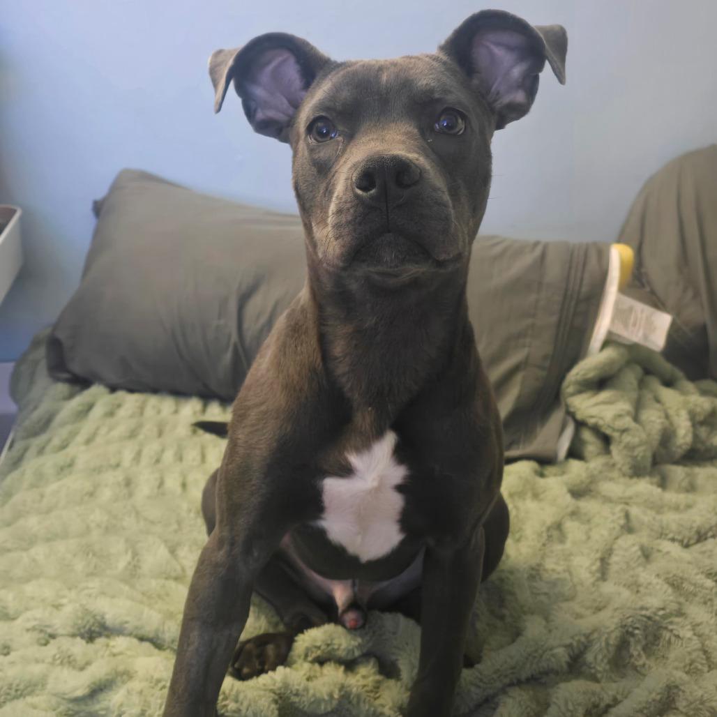 Enlarge Julius, a Adoptable mixed breed in Jarrettsville, MD image 2/6