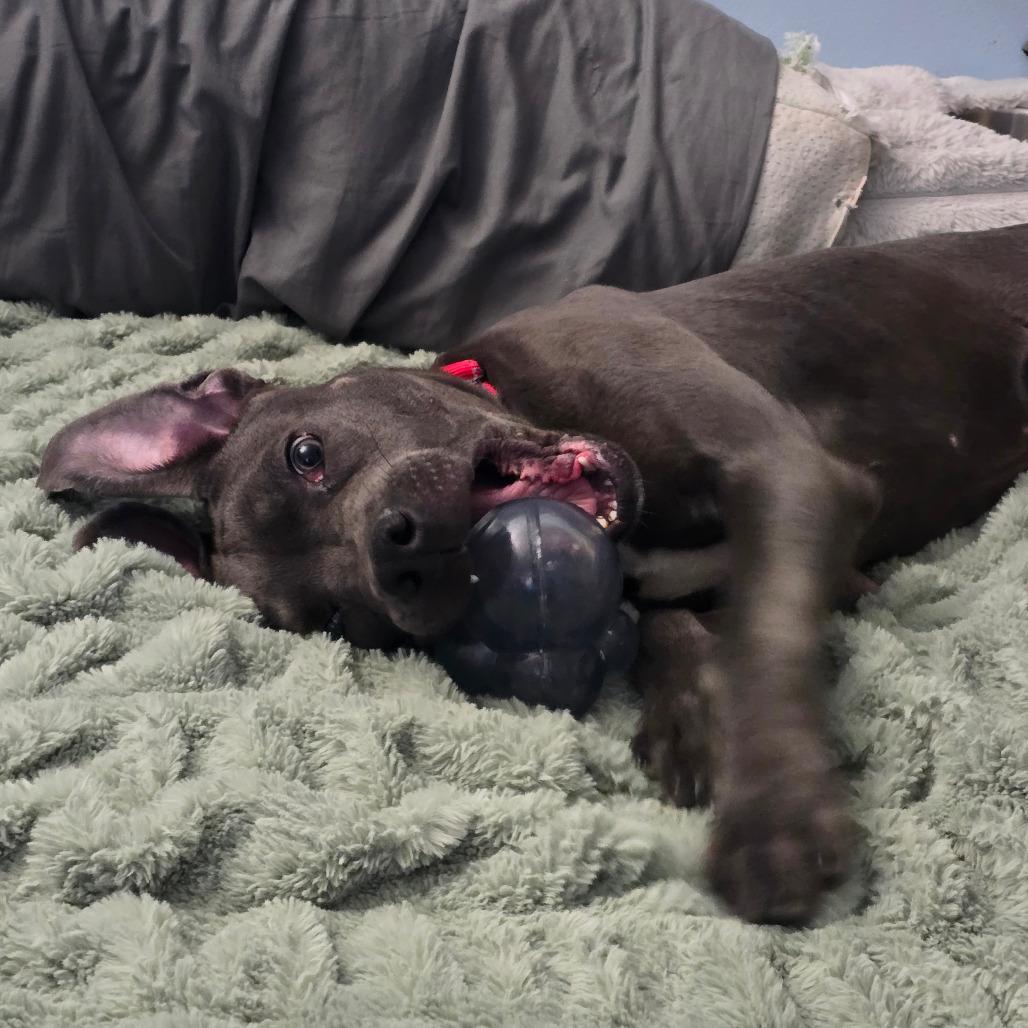 Enlarge Julius, a Adoptable mixed breed in Jarrettsville, MD image 4/6