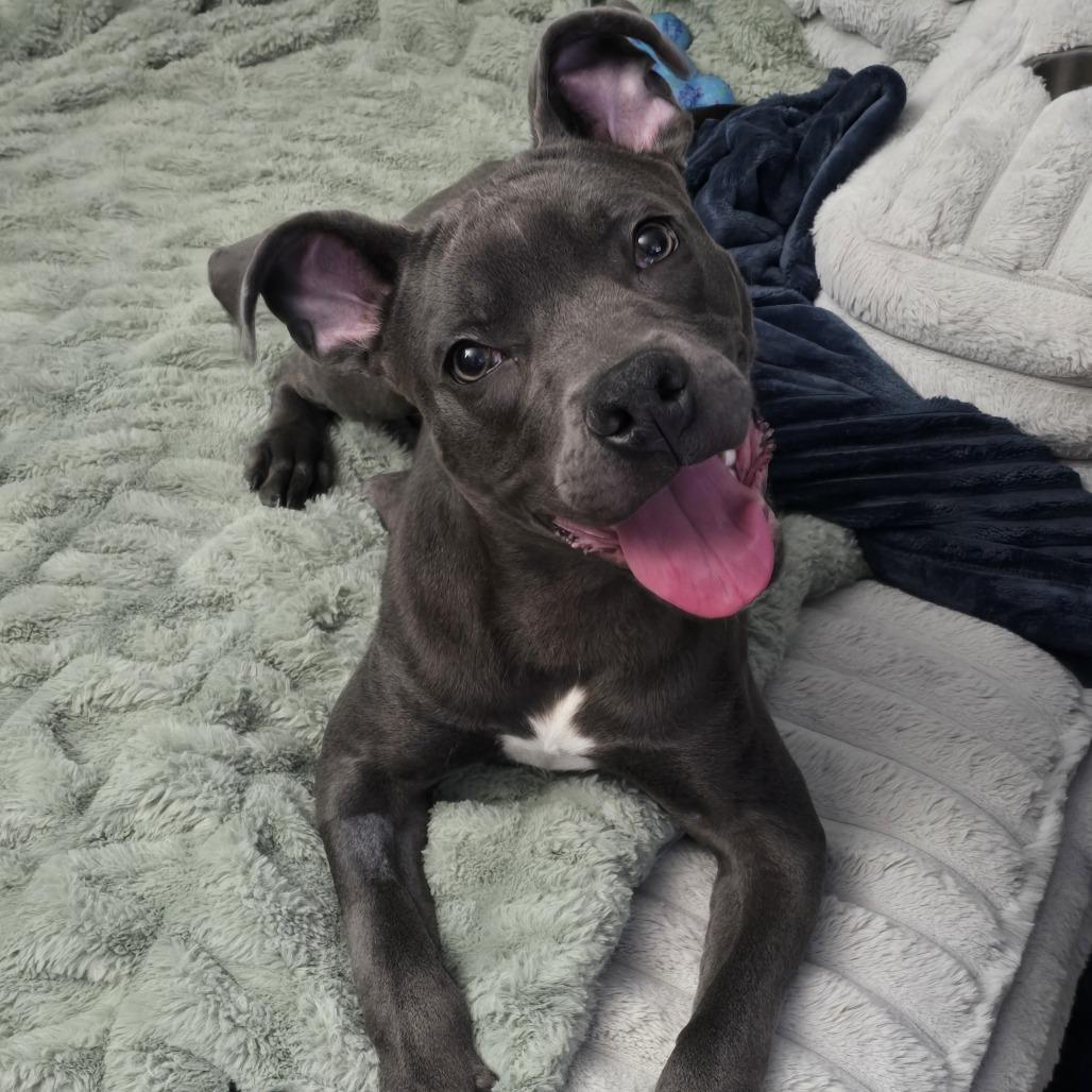 Enlarge Julius, a Adoptable mixed breed in Jarrettsville, MD image 5/6