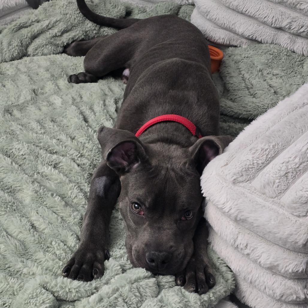 Enlarge Julius, a Adoptable mixed breed in Jarrettsville, MD image 6/6