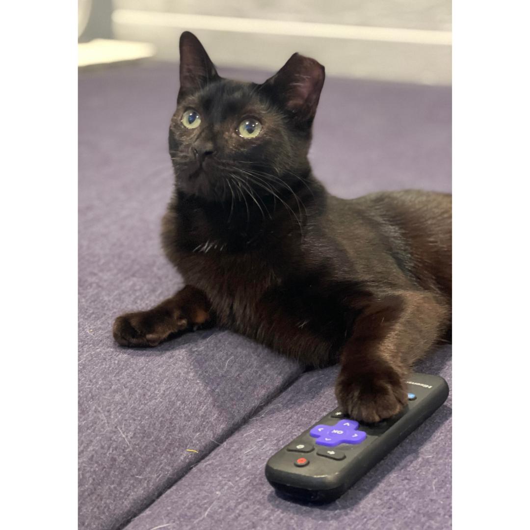 Enlarge Sammy, a Adoptable Domestic Short Hair in Morgan Hill, CA image 4/6