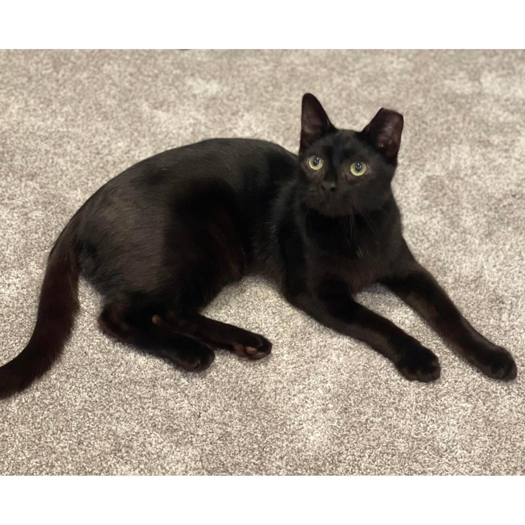 Enlarge Sammy, a Adoptable Domestic Short Hair in Morgan Hill, CA image 5/6
