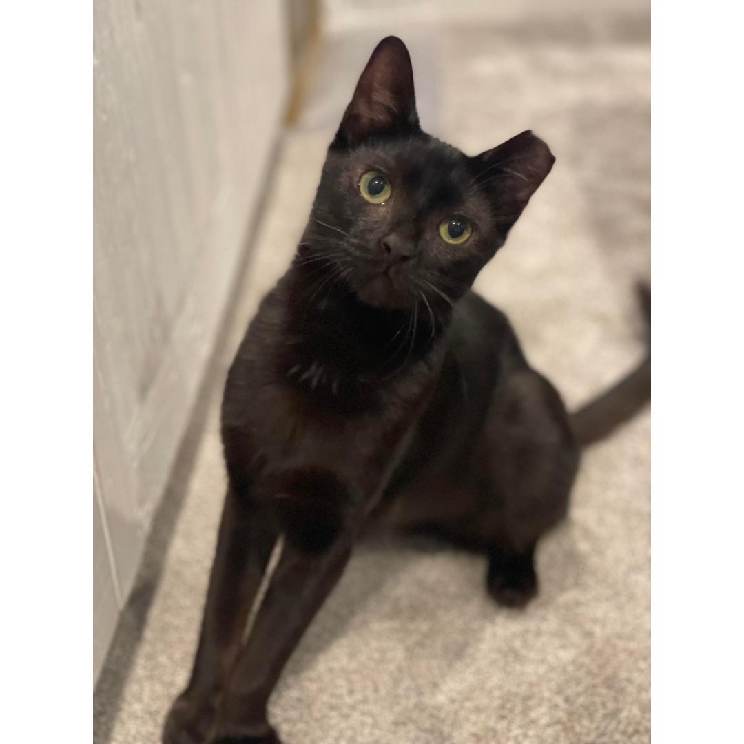 Enlarge Sammy, a Adoptable Domestic Short Hair in Morgan Hill, CA image 6/6
