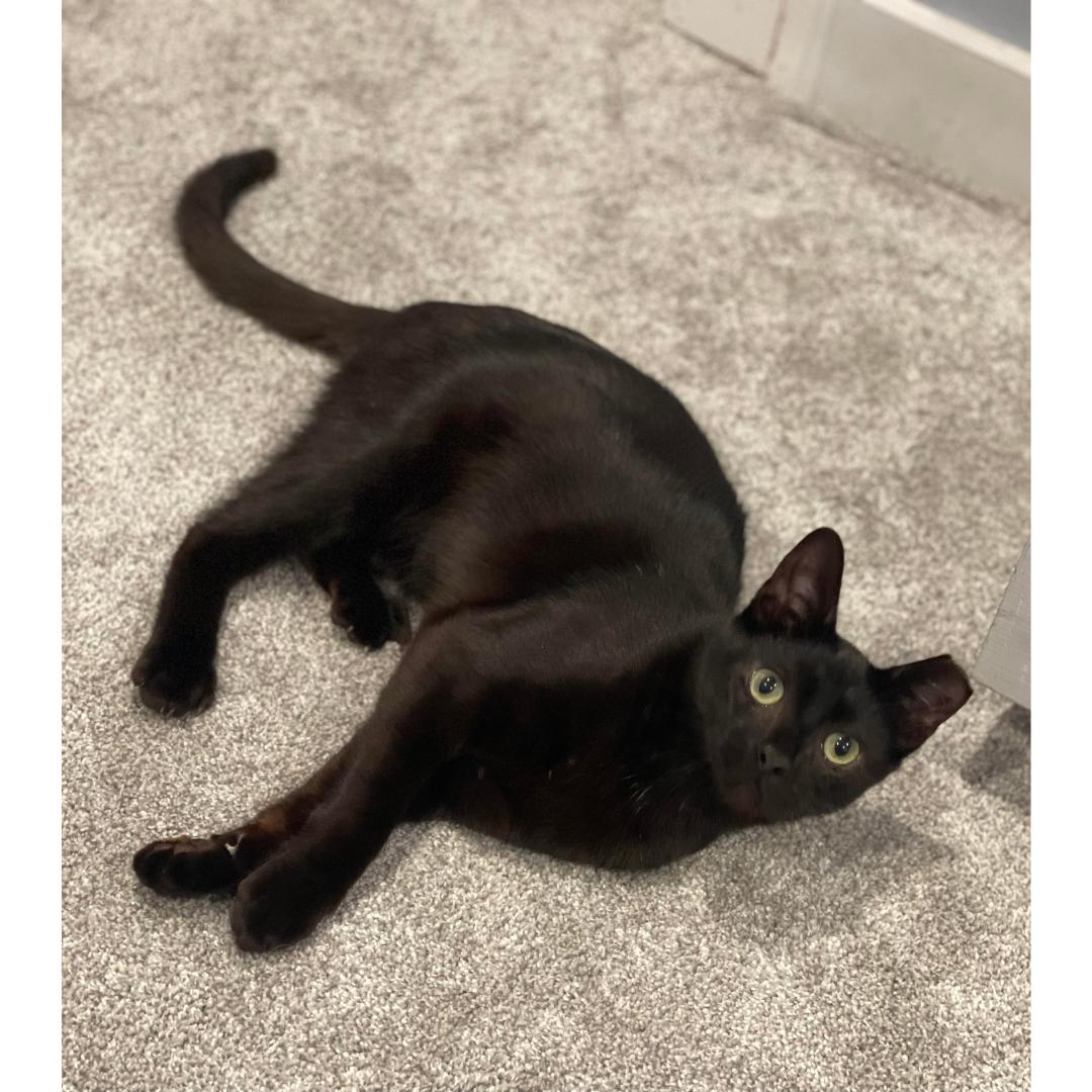 Sammy, Adoptable, Kitten Male Domestic Short Hair.