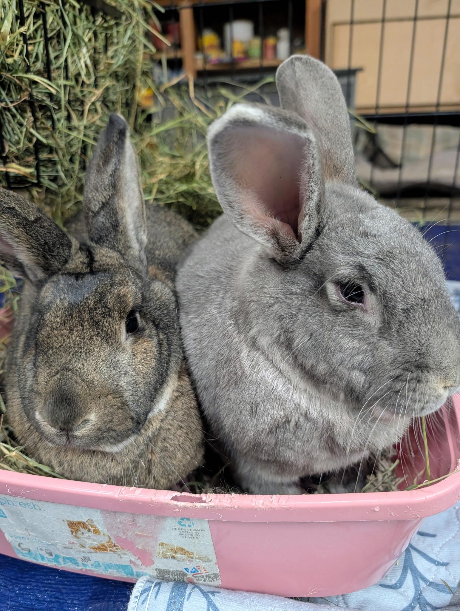 Enlarge Mr. Bunny & Chantry, a ADOPTABLE Bunny Rabbit in Ferndale, WA image 1/6