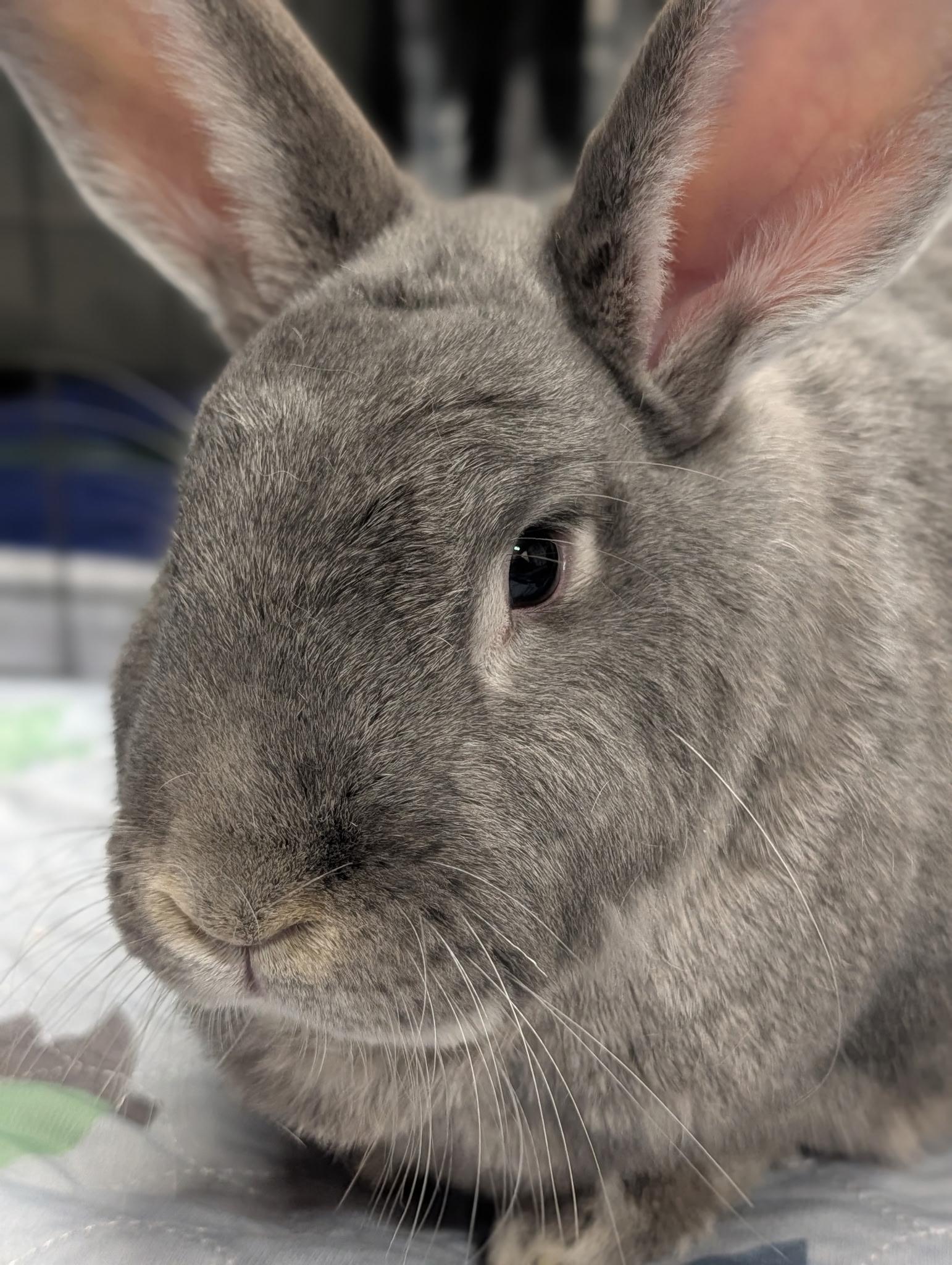 Enlarge Mr. Bunny & Chantry, a ADOPTABLE Bunny Rabbit in Ferndale, WA image 3/6