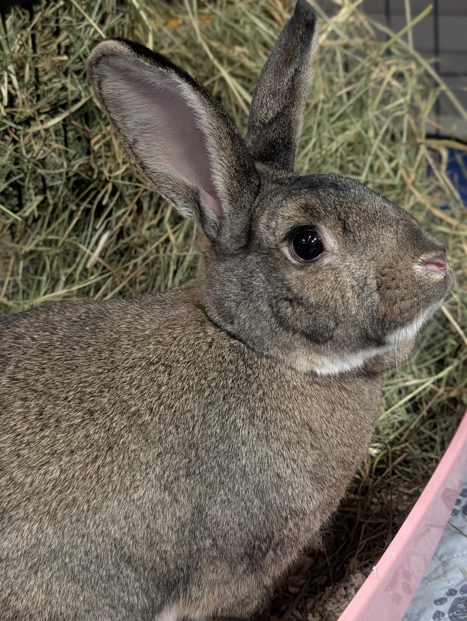Enlarge Mr. Bunny & Chantry, a ADOPTABLE Bunny Rabbit in Ferndale, WA image 2/6