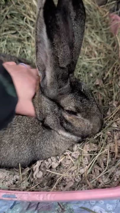 Enlarge Mr. Bunny & Chantry, a ADOPTABLE Bunny Rabbit in Ferndale, WA video 5/6