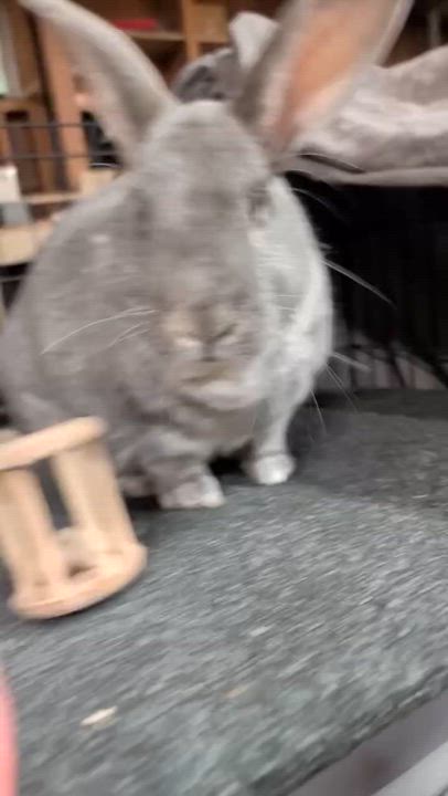 Enlarge Mr. Bunny & Chantry, a ADOPTABLE Bunny Rabbit in Ferndale, WA video 6/6