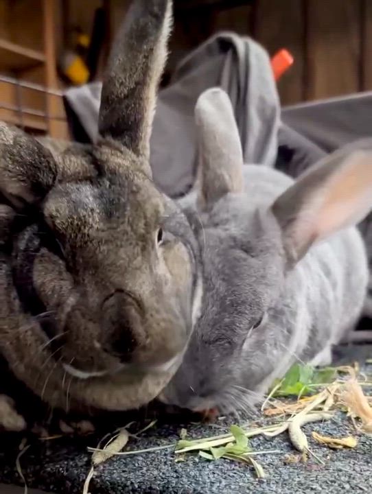 Enlarge Mr. Bunny & Chantry, a ADOPTABLE Bunny Rabbit in Ferndale, WA video 4/6