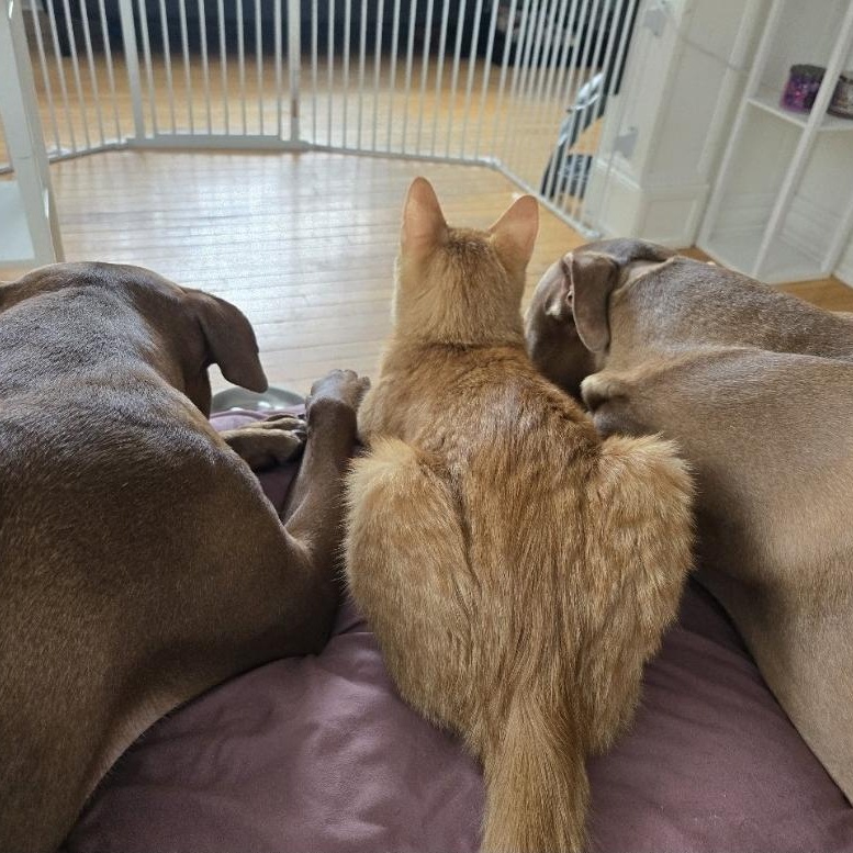 Enlarge Garfield, a Adopted Domestic Short Hair in Mississauga, ON image 3/5