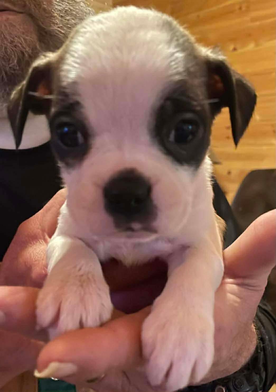 Enlarge The Buggle Litter- Males, a ADOPTABLE mixed breed in Avon, CT image 1/5