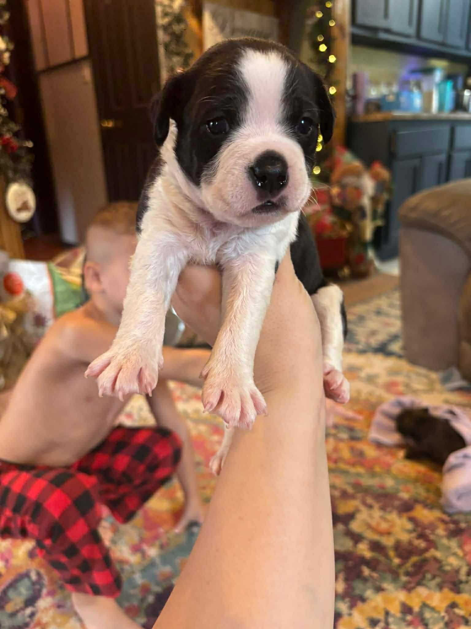 Enlarge The Buggle Litter- Males, a ADOPTABLE mixed breed in Avon, CT image 4/5