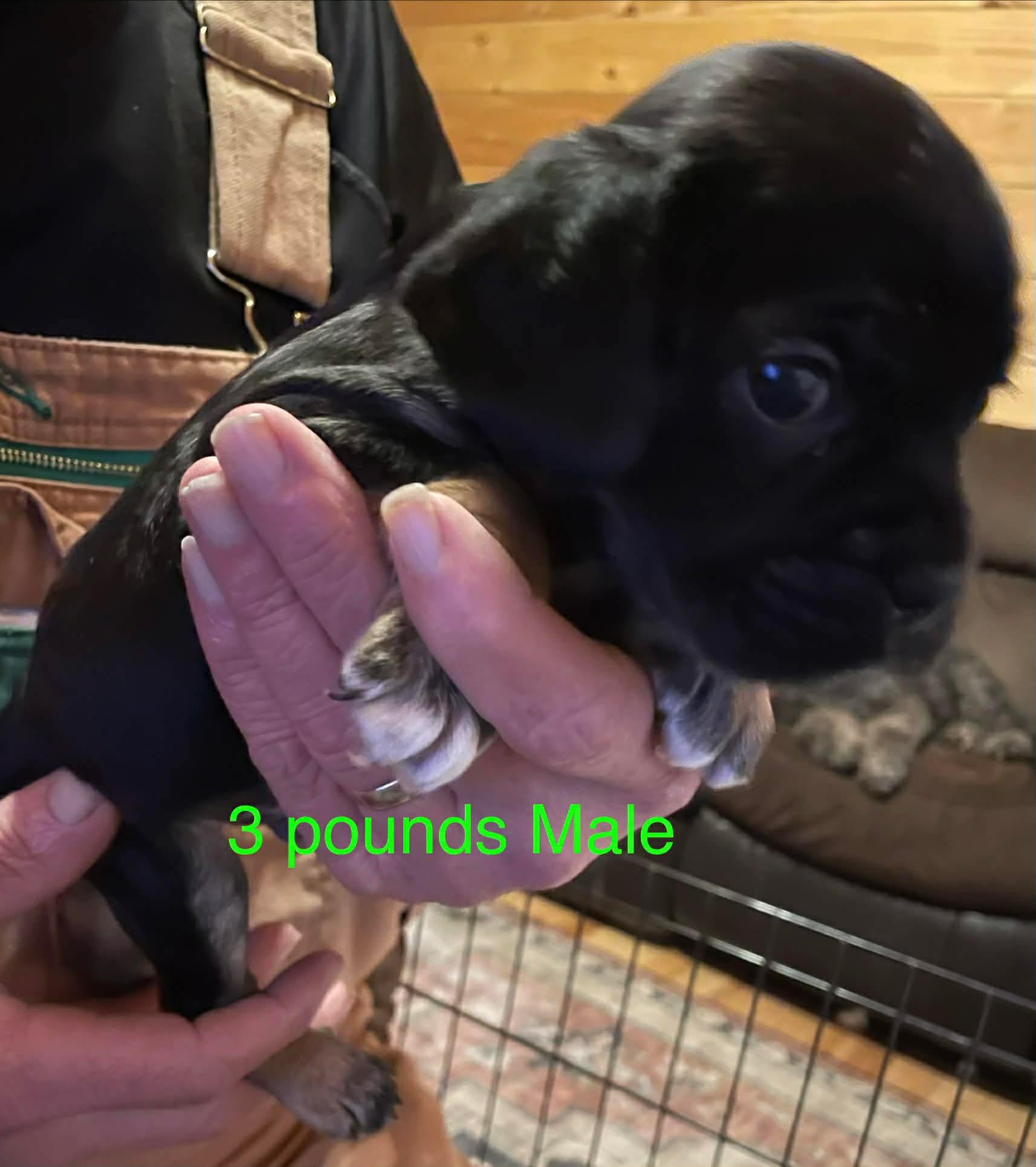 The Buggle Litter Males thumbnail 3