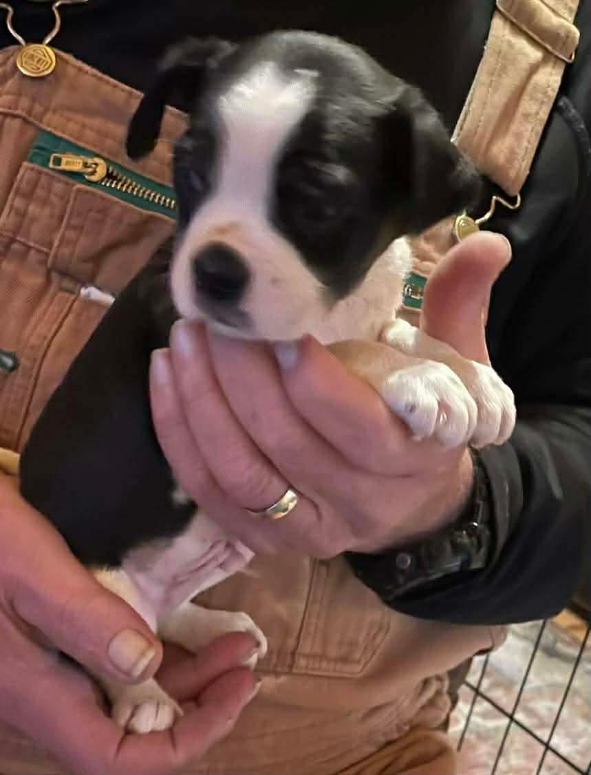 Enlarge The Buggle Litter- Males, a ADOPTABLE mixed breed in Avon, CT image 5/5