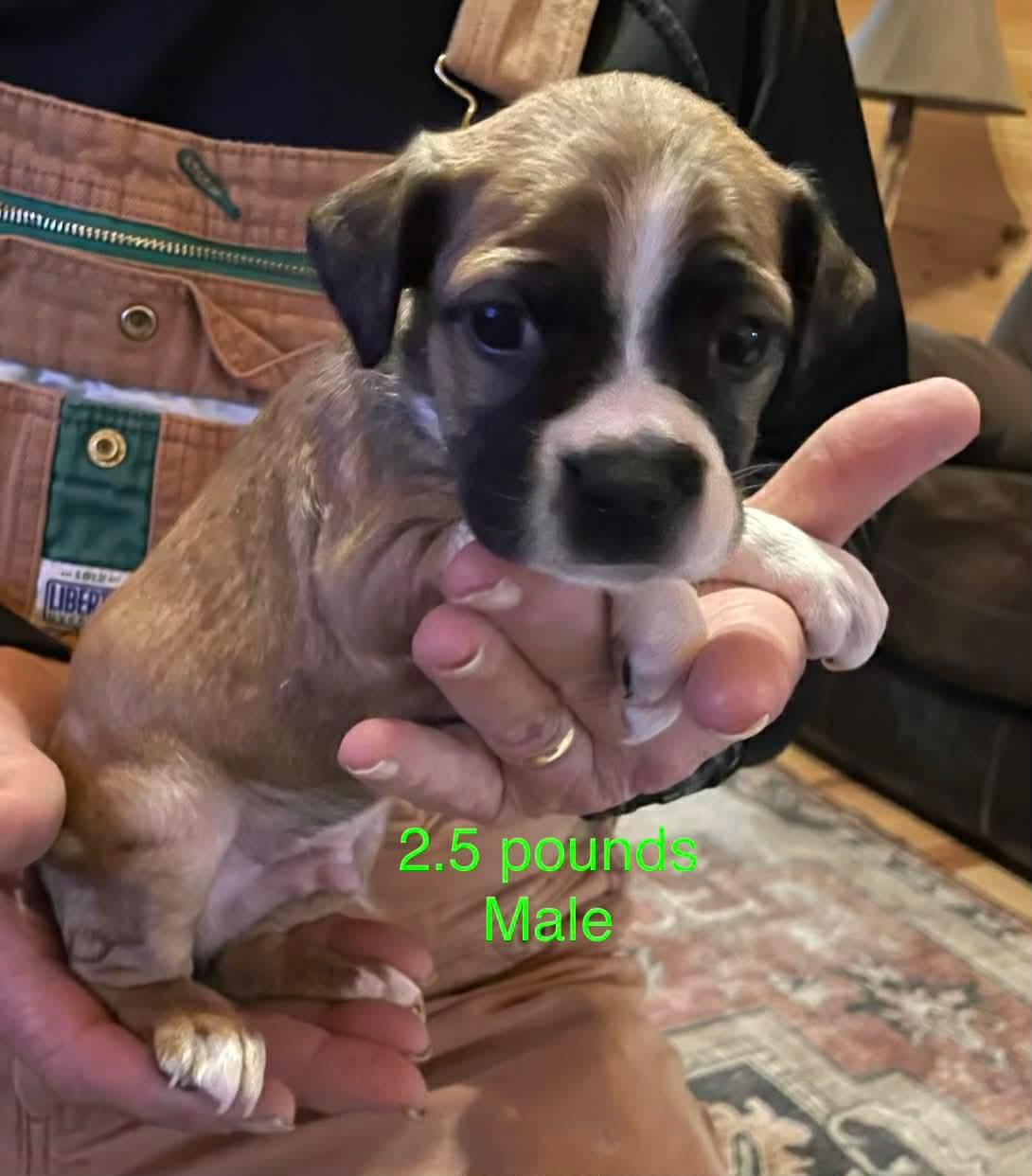 Enlarge The Buggle Litter- Males, a ADOPTABLE mixed breed in Avon, CT image 3/5